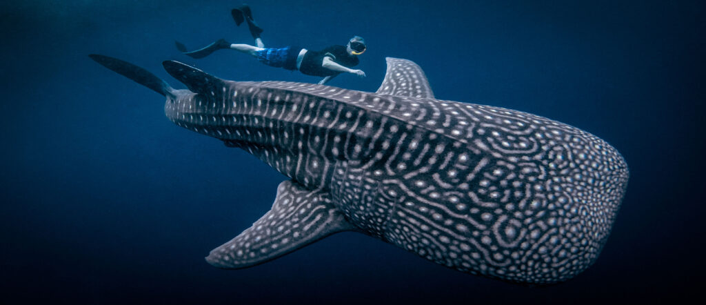 Sumbawa Adevntour sumbawa whale shark