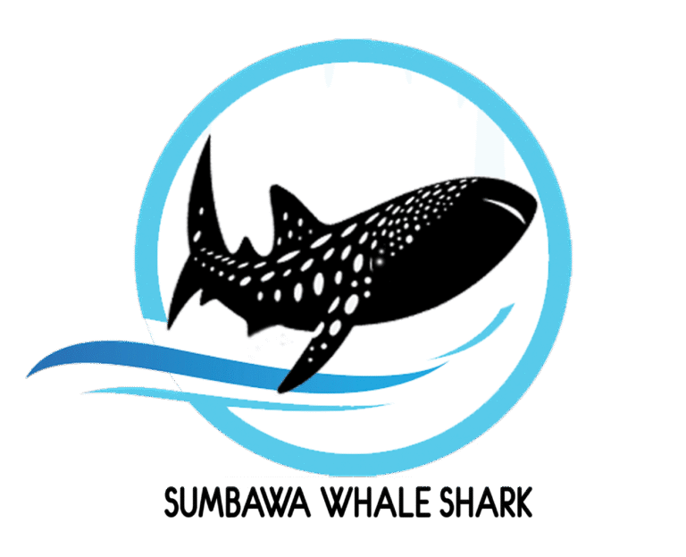 Sumbawawhaleshark.com sumbawa whale shark, whale shark sumbawa