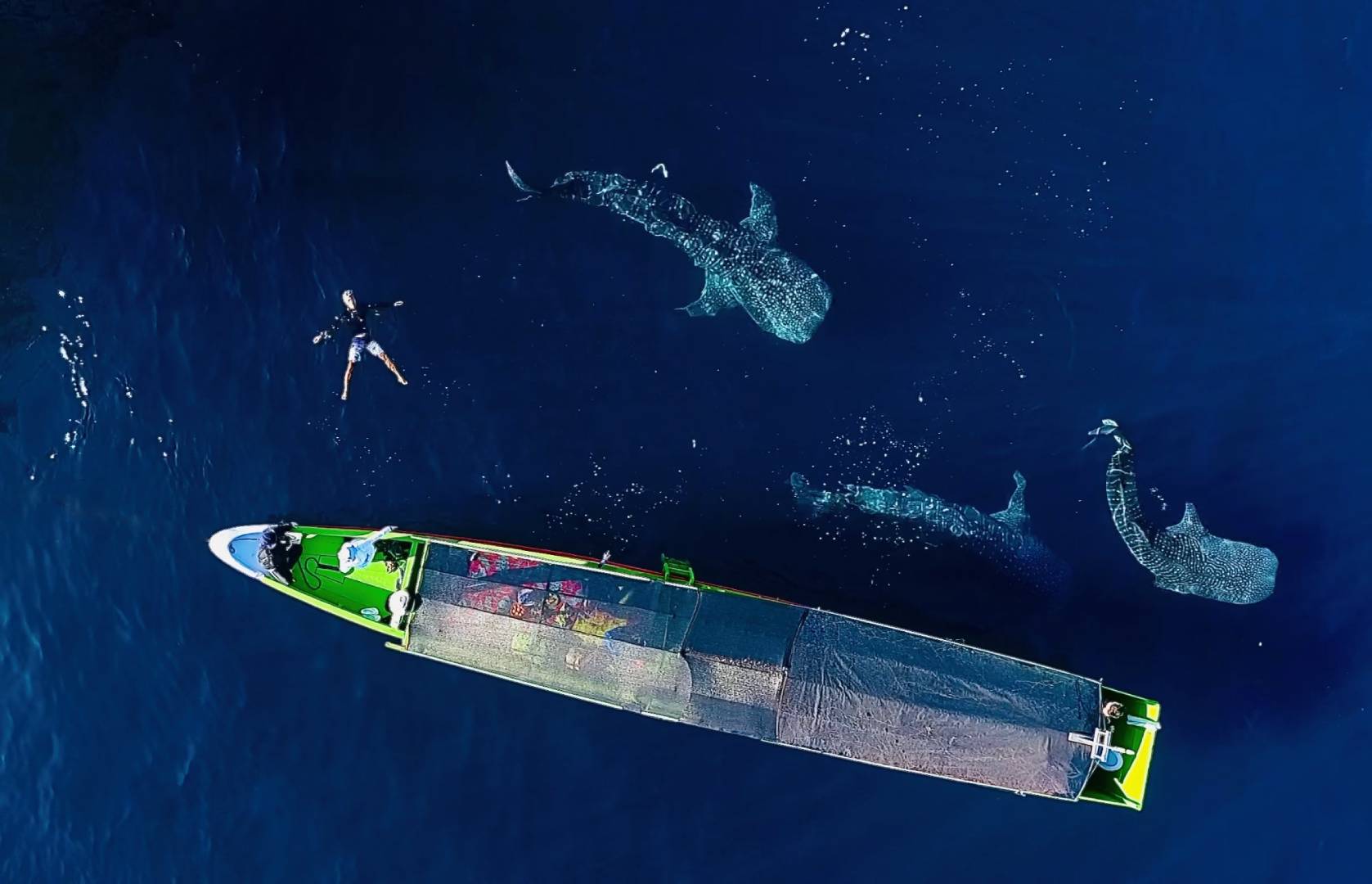 swimming and floating with sumbawa whale shark, whale shark sumbawa encounters