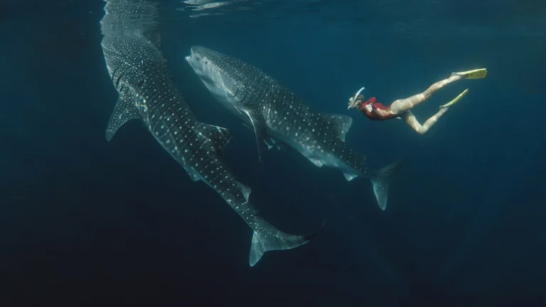 webp sumbawa whale shark landing pagae