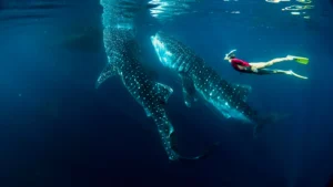 swimming and snorkling with sumbawa whale shark, whale shark sumbawa gentle giants