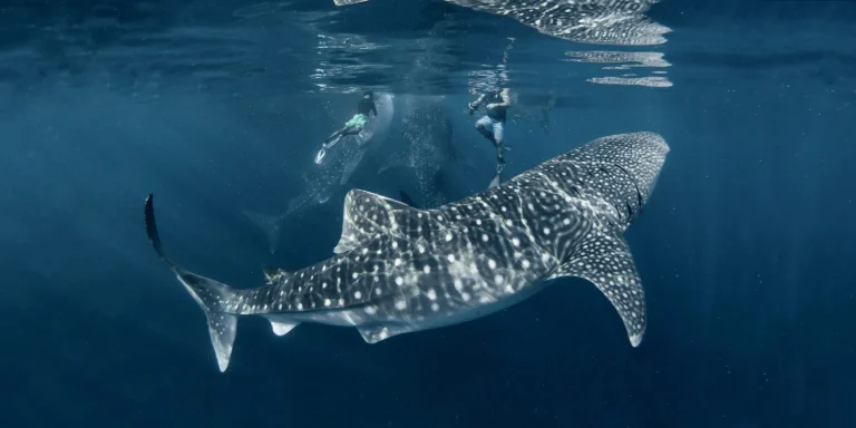 sumbawa whale shark saleh bay- hiu paus