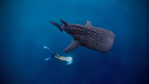 sumbawa whale shark freediving in sumbawa, whale shark sumbawa, saleh bay